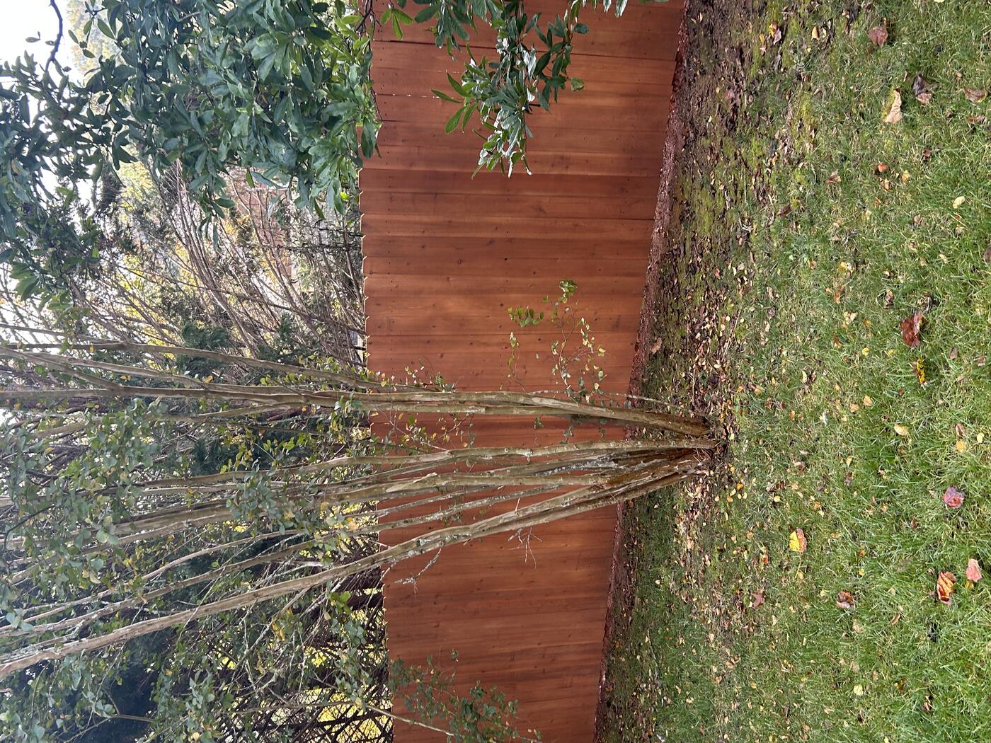 Privacy Fence — Finished